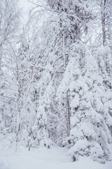 Strange branches covered with snow
