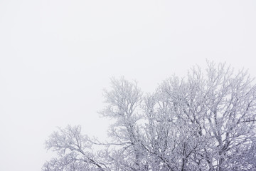 Frozen trees in winter with large and clear copy space