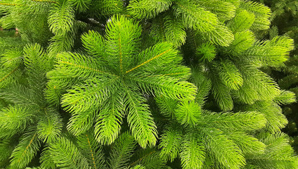 Bright green branches of an artificial Christmas tree