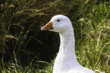 Snow goose - chen caerulescens
