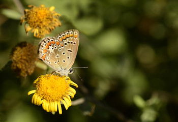 Butterfly in yelow flower