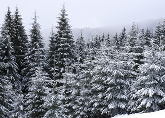 Winter woods covered with snow