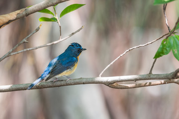 Bird (Tickell's Blue Flycatcher) in nature wild