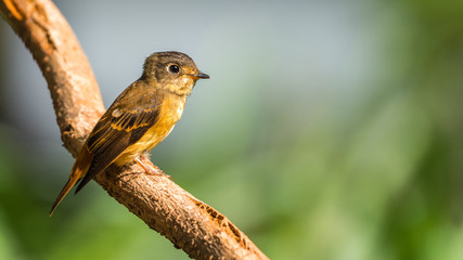 Bird (Ferruginous Flycatcher) in nature wild