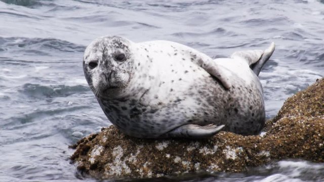 a harbor seal rests on a rock at monterey bay, california