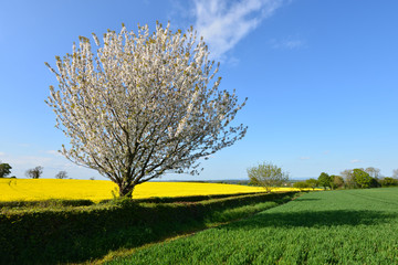 Rape field and Cherry blossom tree with blue sky and green field