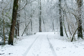 A path in a forest under the snow, Rotterdam, Netherlands