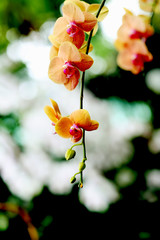 Flowers of orange Phalaenopsis	 orchid ,bloming and bud
