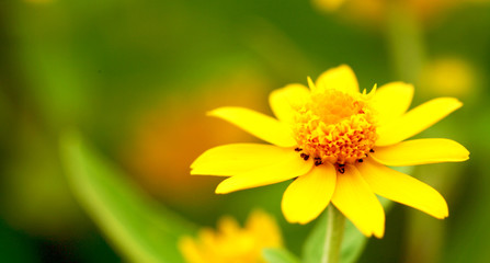Flower Little Yellow Star