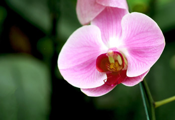 Obraz premium Flower pink orchid blooming ,Phalaenopsis