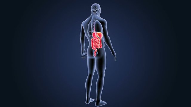Digestive System with Organs