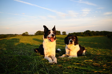 草原と犬たち