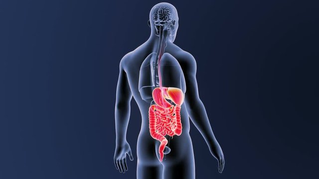 Digestive System with Organs