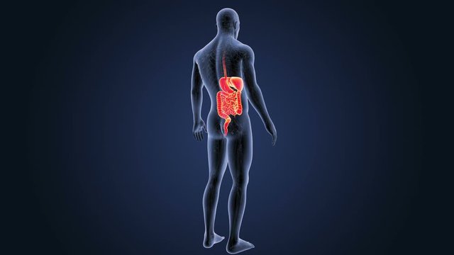 Digestive System with CS