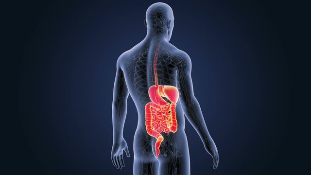 Digestive System with CS