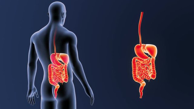 Digestive System zoom with Body