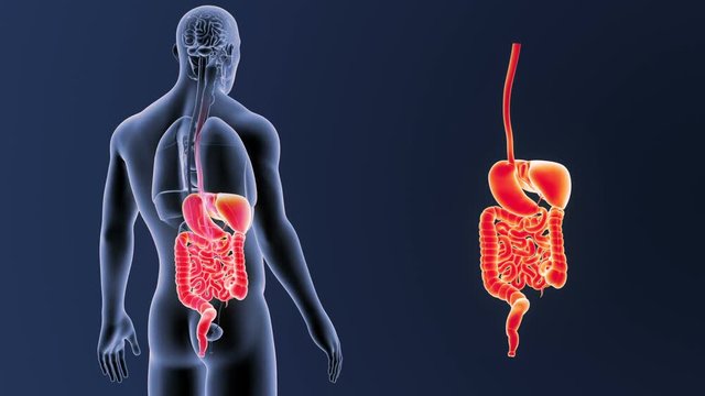 Digestive System zoom with Organs