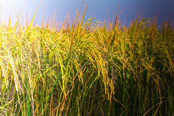 Rice field in Nonthaburi city, Thailand.