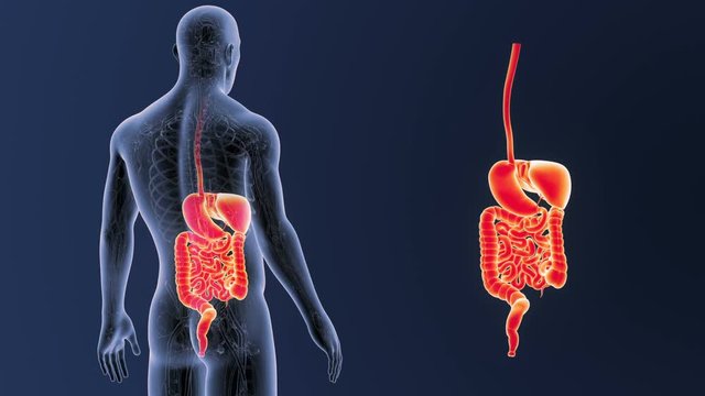 Digestive System zoom with CS