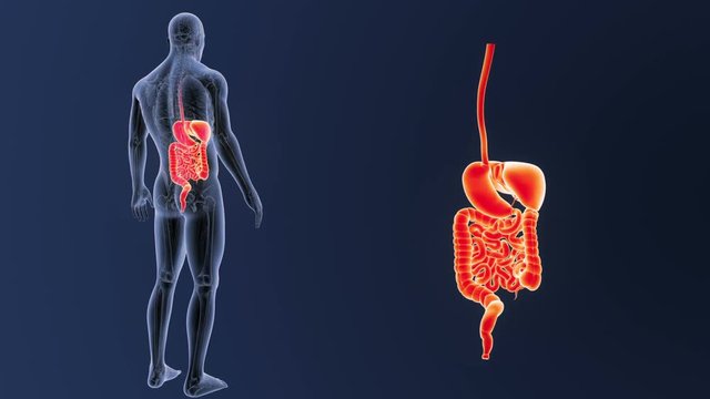Digestive System zoom with Anatomy