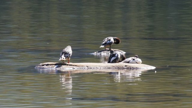 a flock of merganser ducks sit on a rock at lake tenaya in yosemite national park