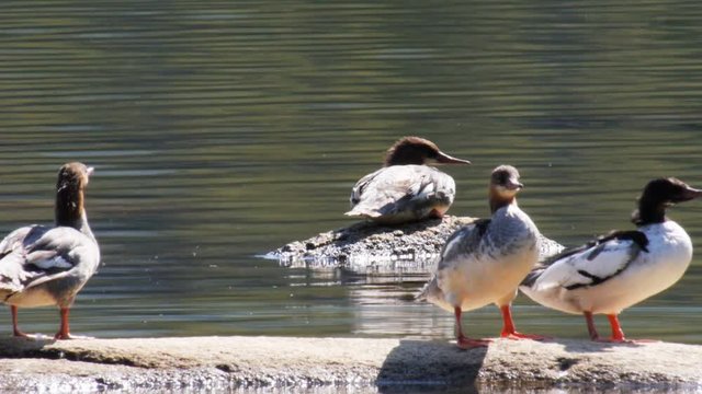 a flock of common merganser ducks sit on a rock at lake tenaya in yosemite national park