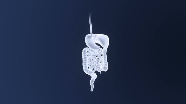 Digestive System 
