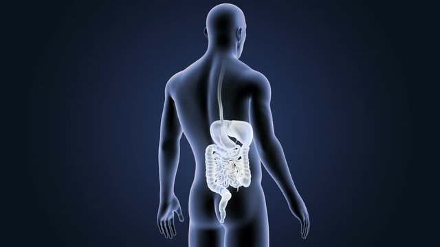 Digestive System with Body