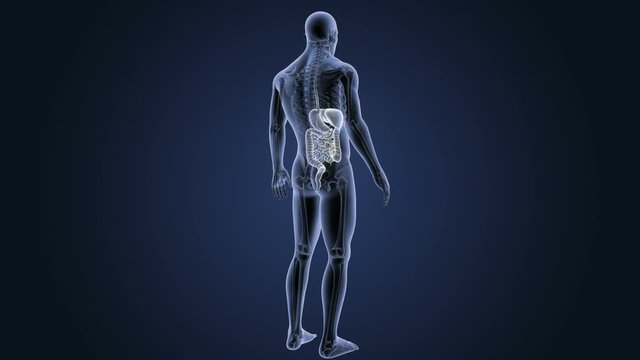 Digestive System with Skeleton