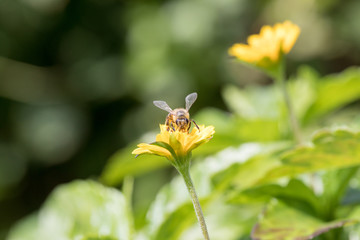 A beautiful bee on yellow flower with Nature background. Copy space