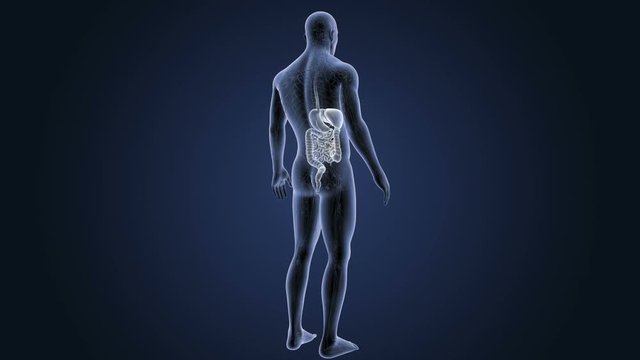 Digestive System with CS