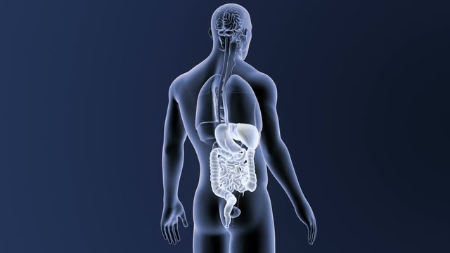 Digestive System with Organs