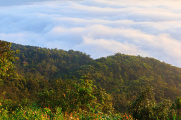 Forest of gree tree in national park