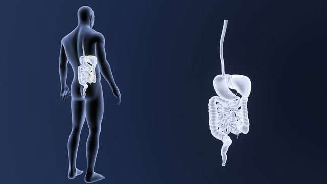Digestive System zoom with Body
