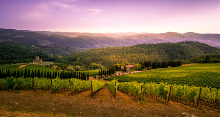 Fototapeta na wymiar Wundervoller Anblick von Weinfeldern in der Toscana in Italien im Sommer 