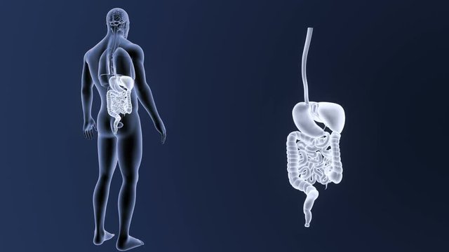 Digestive System zoom with Organs