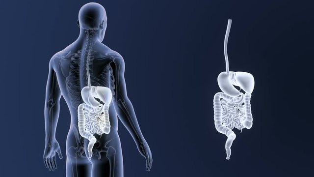Digestive System zoom with Skeleton