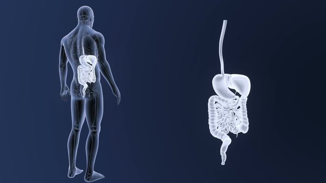 Digestive System zoom with Anatomy
