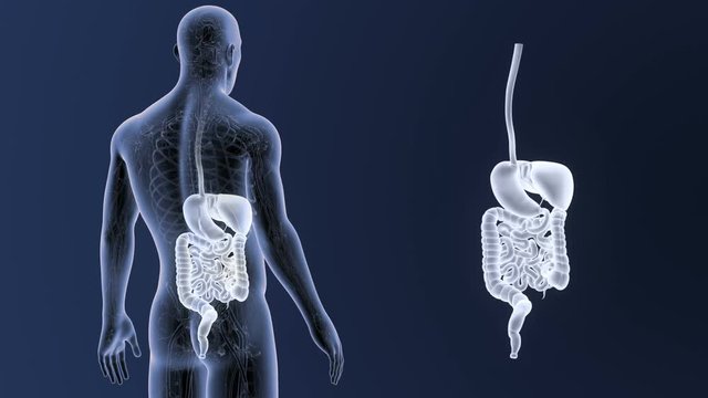 Digestive System zoom with CS