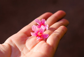 flower in hand