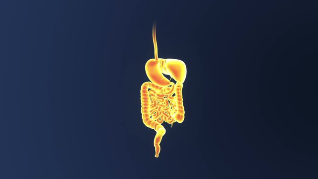 Digestive System