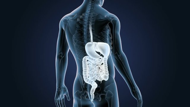 Digestive System with Skeleton Closeup