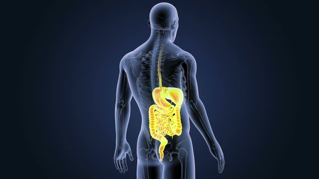 Digestive System with Skeleton