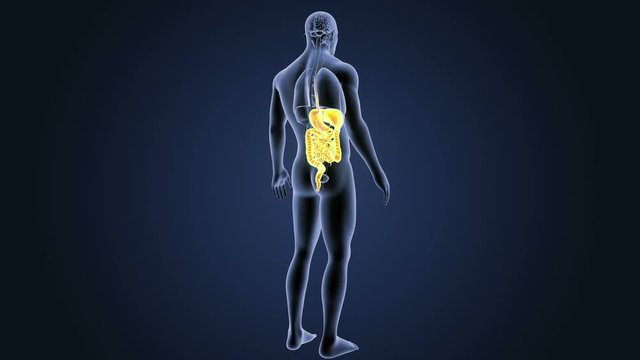 Digestive System with Organs