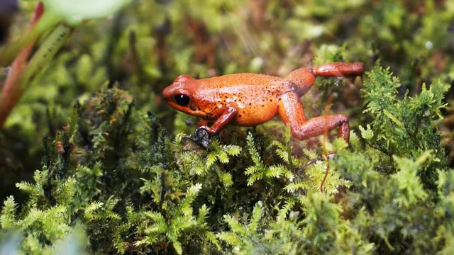 panning shot of a strawberry poison dart frog (Ooehaga pumilio)  walking on moss and eating an insect
