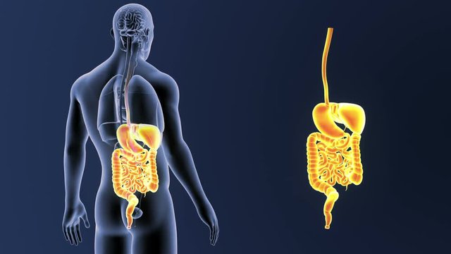 Digestive System zoom with Organs