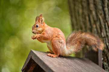 Naklejka na ściany i meble Cute squirrel sitting on wooden birdhouse 