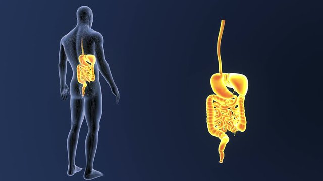 Digestive System zoom with CS