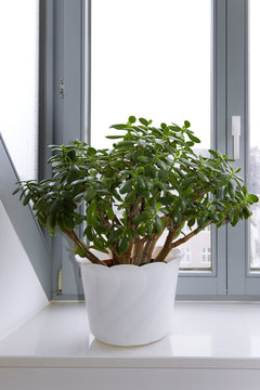 Zimmerpflanze Crassula, Geldbaum