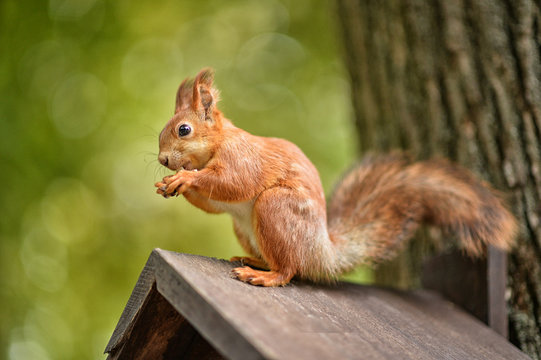 Cute squirrel sitting on wooden birdhouse 